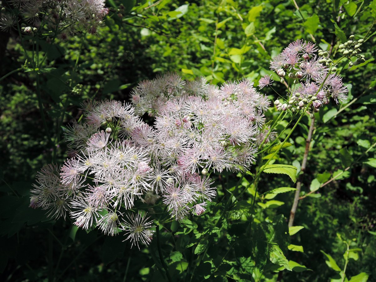 okora's tweet image. Василистник водосборолистный