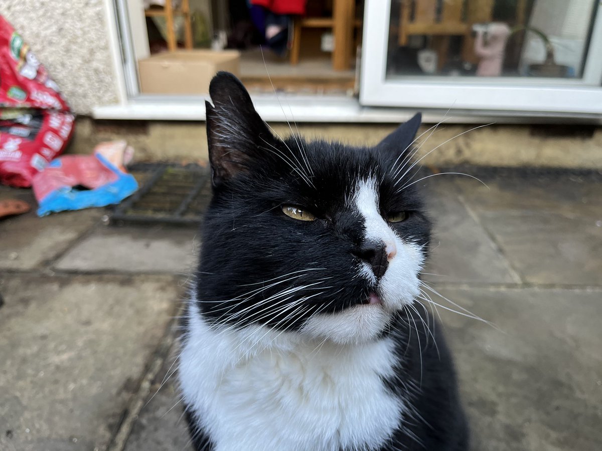 talisman_cat's tweet photo. The look you pull when you are called “Fluffy” after the impromptu shower earlier. https://t.co/aKUngHlARs