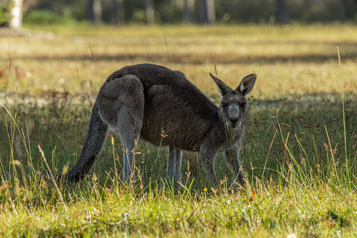 Some kangaroo friends for Tuesday. #photography #jervisbay #shoalhaven #australia #kangaroo #nature #wildlife #canoneosr