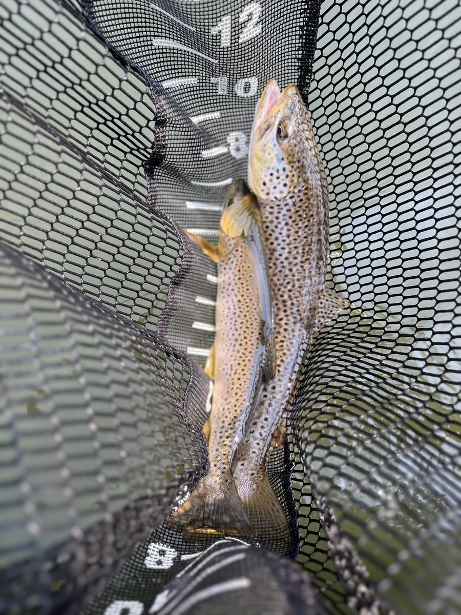 MontanaFlyFish's tweet photo. Big spoon / little spoon - either way it’s a double Brown trout in the net. Fairly uncommon, unless you’re on the Missouri River early season.
#FishWithMFG #MontanaFlyFishingGuides #FlyFishing #FishingGuide #LivingstonMontana #Montana #YellowstoneRiver #YellowstoneNationalPark https://t.co/HYtiQbX0rV