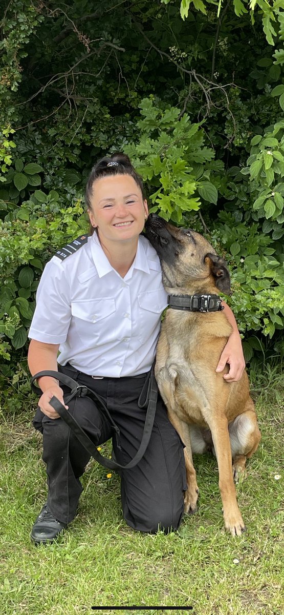 DogsHmpps's tweet photo. Congratulations to both GPD Ace & GPD Rosa and of course their handlers, who recently passed their initial course. both teams will be working at @hmpbelmarsh 👏🏻👏🏻👏🏻 #k9 #workingdogs #operationaldogs https://t.co/ROPuWR69gL