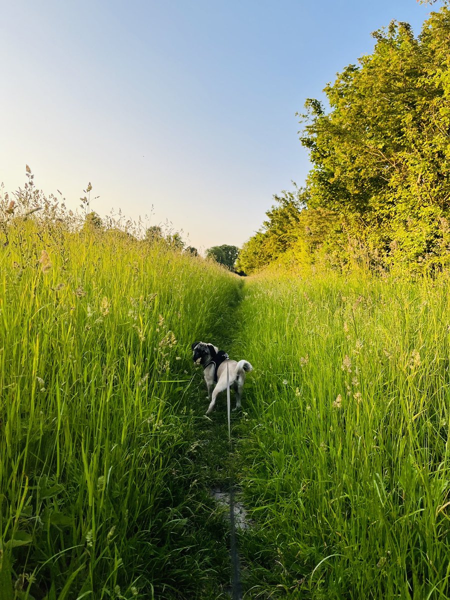 clamb96's tweet photo. Evening walks with this pup are the best part of my day 🥰🐾🐶 #puglove https://t.co/qnAr6M04Bp