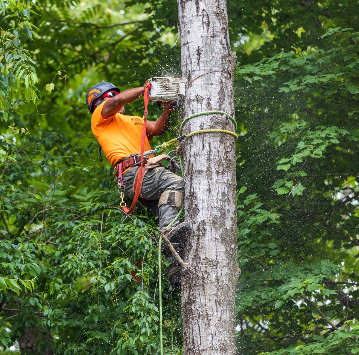 Climbing In Style 😎

-
-
-
-
-
-
-
#treework #arborist #stihl #treelife #arblife  #treecare #treeclimbing #treesurgeon #treeclimber #chainsaw #logger #tree #treeremoval #treeservice #arboriculture #trees #arboristsofinstagram #husqvarna #arboristlife #treefelling #treecutting