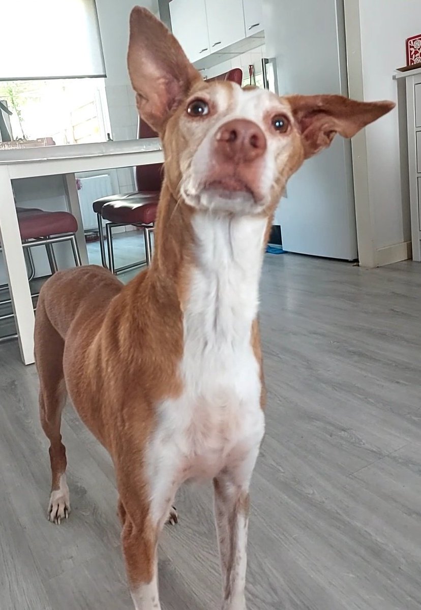 DeRavissante's tweet photo. Lieve, aandoenlijke, zachtaardige, onzekere Keko zoekt nieuwe eigenaar. 

RT aub 🙏❤️ https://t.co/ZR271JbHS9