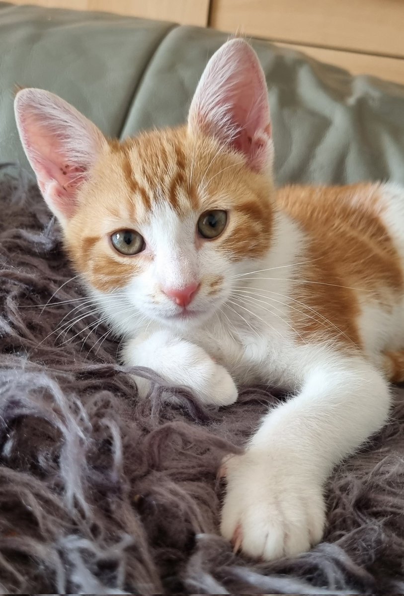 Lily, Rusty & Max 🩶🧡🖤🇬🇧 tweet media