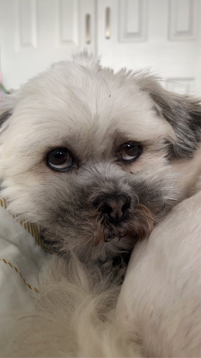 Hiimacupcake's tweet photo. @Echoisweird Hi Echo! I hope you are doing well. Loved your last video with the buns.
Here is my submission for your video <3 
This is me, and I am a dog mum of this Lhasa Apso cutie called Fenix (nicknamed Bean).
I love him so I would like to be merged with the Lhasa Apso breed.
#echodrawme https://t.co/a2HYWc0dhB
