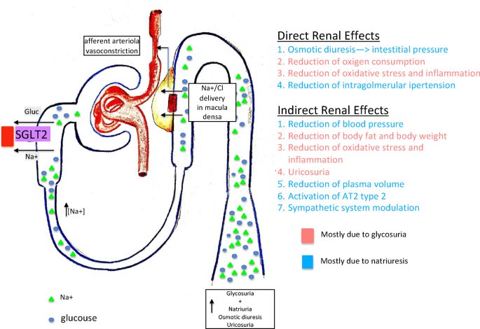 SABOURETCardio's tweet photo. Great session about #NephroProtection #CKD #HBP #T2D https://t.co/2hGbLMlbmR