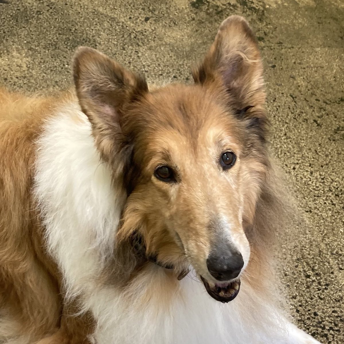 My various facial 🙃😛😊😁 expressions while waiting for the vet. See, it wasn’t so bad being at the vet. 

#vetvisit #vetclinic #roughday #roughcollie #collie #seniordog