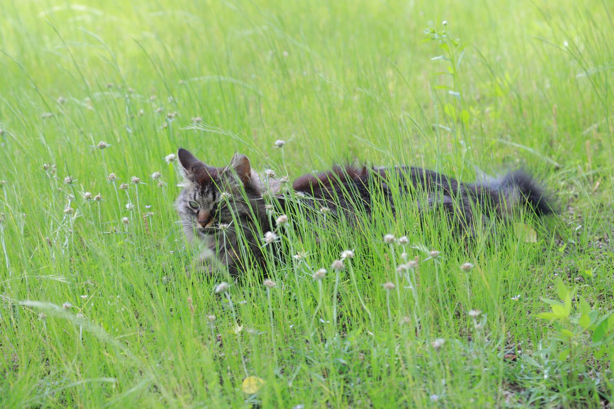 おはようございます
2023.06.13

#ねこ 
#地域猫 
#catlover 
#canoneosr 
#戦場ヶ原公園
#下関市