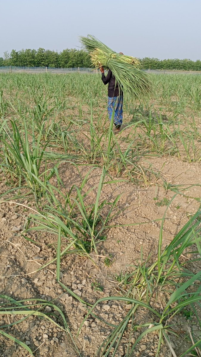 DahiBadey's tweet photo. My 16 bigha (1.33 hectare) sugarcane farm , more than half destroyed by Wild Boars tonight. 
Who will take responsibility? 
Location: Village Mahua , Gainsari , Uttar Pradesh
@BalrampurDm @myogiadityanath
@UPGovt @wti_org_india @narendramodi https://t.co/JEmvSsCZvn