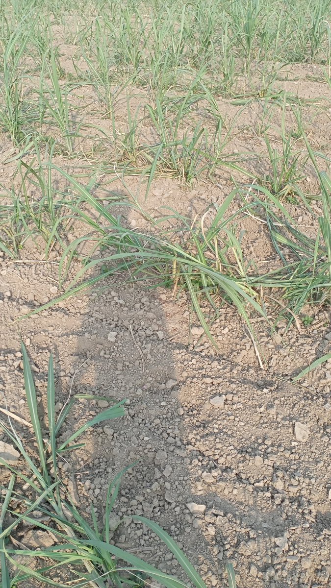 DahiBadey's tweet photo. My 16 bigha (1.33 hectare) sugarcane farm , more than half destroyed by Wild Boars tonight. 
Who will take responsibility? 
Location: Village Mahua , Gainsari , Uttar Pradesh
@BalrampurDm @myogiadityanath
@UPGovt @wti_org_india @narendramodi https://t.co/JEmvSsCZvn