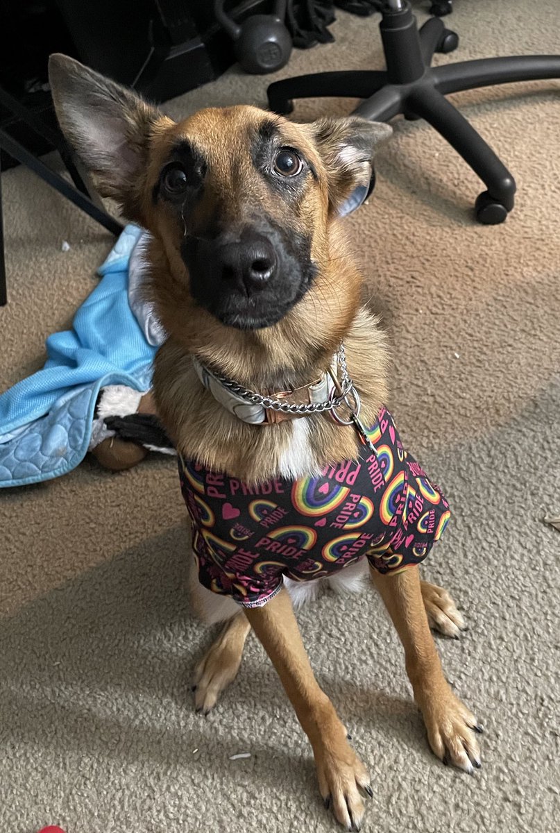 MntGoatEnri's tweet photo. Mom says it’s this thing called #PrideMonth so I got a cute new shirt to represent her! Happy #pride everyone! 
#Pride2023 #PrideMonth2023 #PridePuppy #ally #LGBTQ #LGBTQI #LGBTQIA #puppy #PuppyofTwitter #DogsofTwitter #LoveisLove #cute https://t.co/iUZNSO2elu