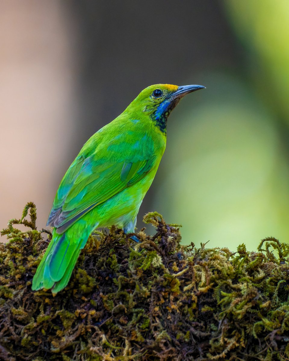 iamgraphik's tweet photo. Let's go green 💚 #VIBGYORinNature theme by #indiAves #goldenfrontedleafbird #birding #birdwatching #birdphotography #BirdTwitter #BirdsSeenIn2023 #NatgeoIndia https://t.co/zBfV8uCfCD