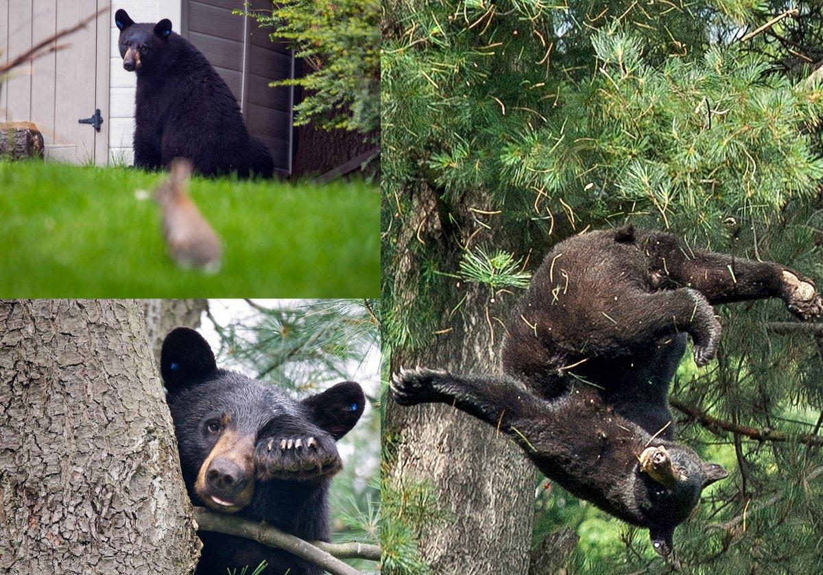 RE: these #Boston area #BEARS...My photos from June 2012 show a Chestnut Hill bear falling from a tree after being tranquilized, & May 2019 bear in Arlington eyeing a rabbit. Both had tagged ears. Here is today's Lexington bear -> @NBC10Boston video nbcboston.com/multimedia/raw…