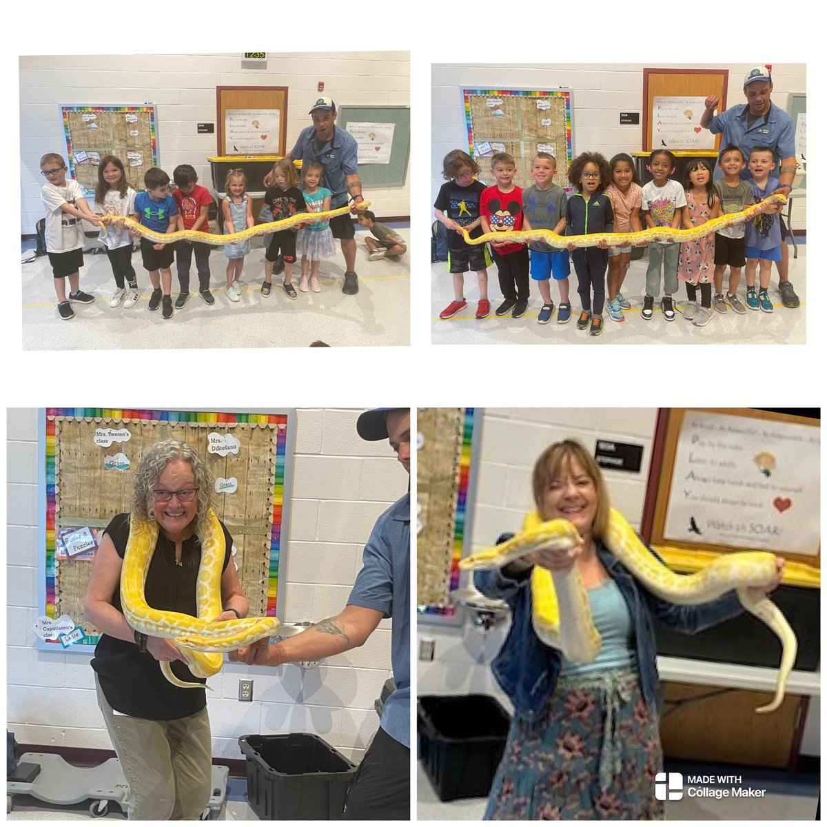 MWESDiStefano's tweet photo. You know… just another day in Kindergarten…holding a Yellow Burmese Python!!
🫢🐍 Thank you to Wildside Zoo and the Belloni family for bringing wildlife to our students and providing such a hands on experience! @MWESchool @mtkinder 💙💛 https://t.co/uyx0CiMjyP