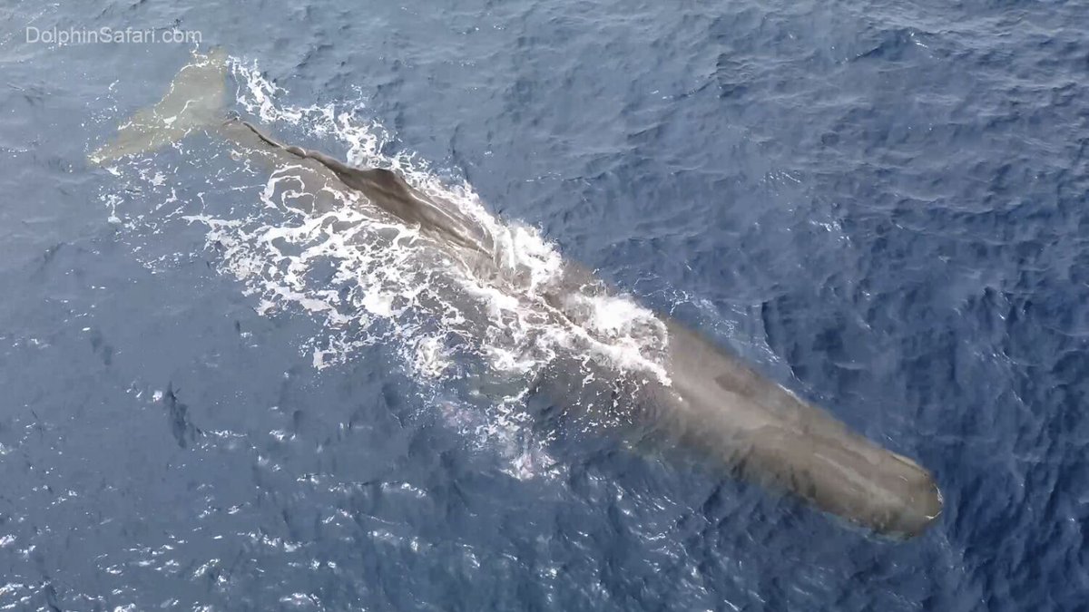A trio of sperm whales is spotted along the O.C. coast -- a rare sighting of the endangered mammal latimes.com/california/sto…