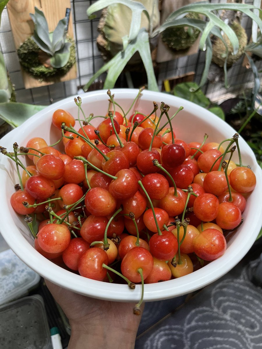 you55824654's tweet photo. 毎年恒例のさくらんぼの時期になりました😍
今年のは良いサイズ🍒 https://t.co/jZ86WZZJEO