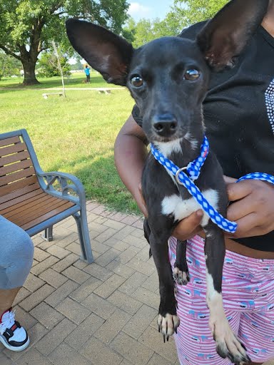 CutePetsAustin's tweet photo. HI! I'm Rose. <b>Description:</b> I am a black and white, unaltered female, who… https://t.co/FyxxhRzrxE https://t.co/Yy2rJ9ZUYH