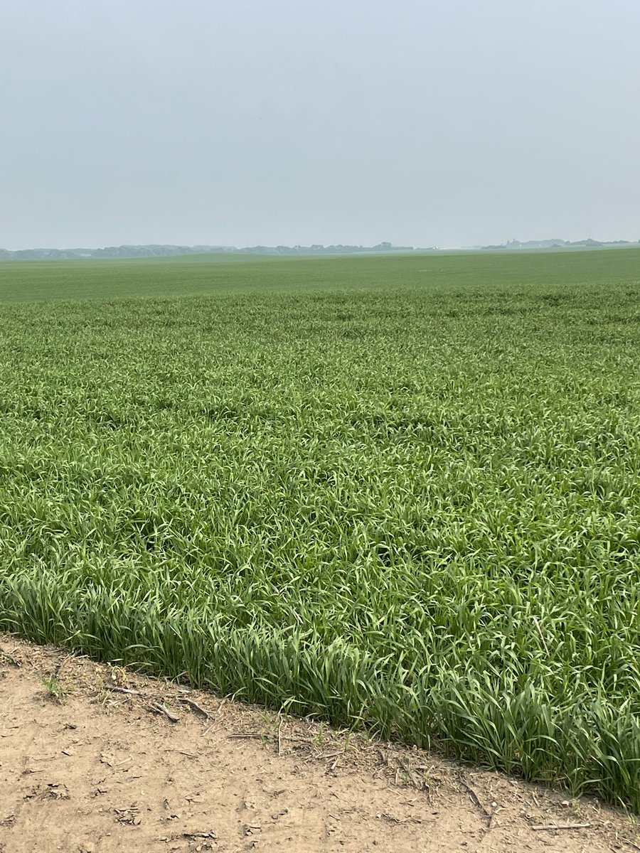 I mixed flex with my herbicide this year and I don’t think it stopped growing for 5 minutes . This was sprayed 4 days ago . Last year I did atp with herbicide and I stunted it for a week .