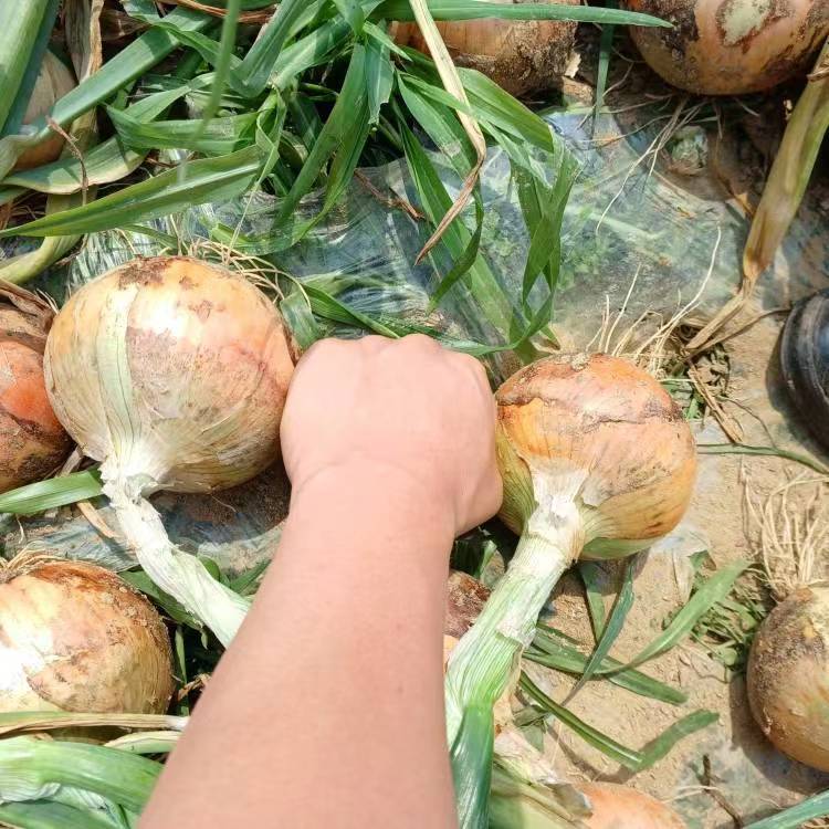 Korea onion
Cocoly is powerful

#fertilizer
#fertilizantes
#cocoly
#agricultureworldwide
#agriculture
#farmer
#greenagriculture 
#harvest 
#soil 
#joy 
#chinamanufacturer 
#exporter 
#onion