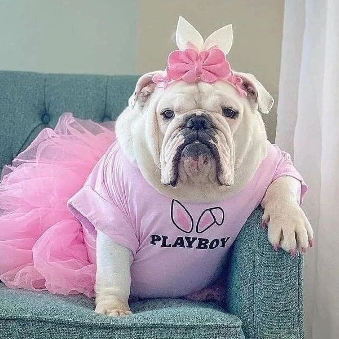 MiLonZayan's tweet photo. Happy Tuesday βΊοΈβ¨π€
#Bulldog #DogLover #Dog #PetsJerry #Dogs https://t.co/uj19nLmMRP