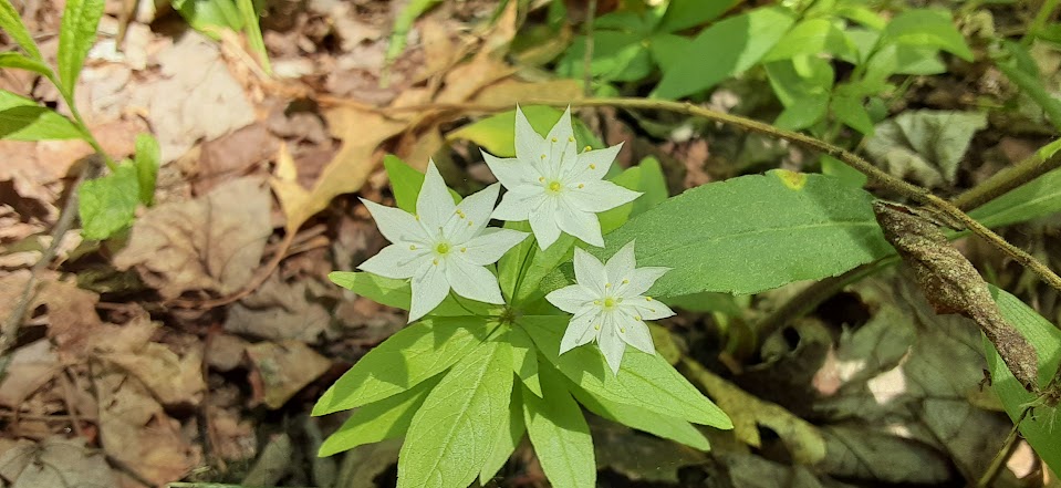 Lysimachia borealis ~the starflower~ bloomin' May into June