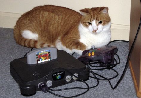 Catwheezie's Stash (@realcattohours) on Twitter photo 