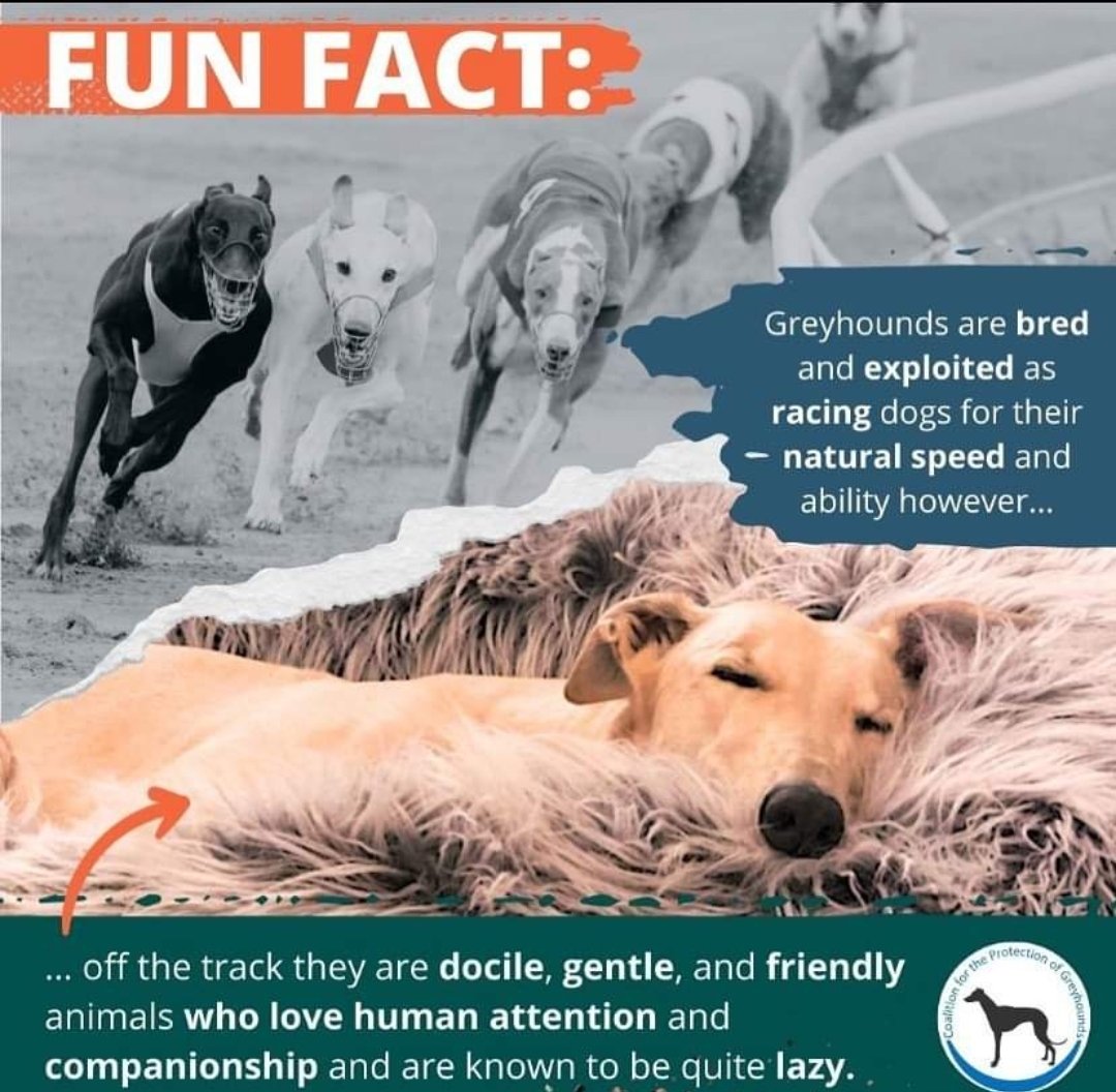 'Greyhounds are bred & exploited as racing dogs for their speed & ability, however off thr track they are docile, gentle & friendly animals who love human attention & companionship, & are known to be quite lazy.'
- @save_greyhounds
#youbettheydie
#bangreyhoundracing
