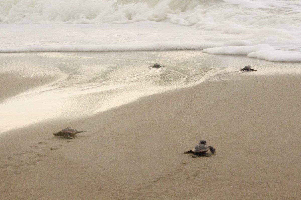 Today is Loggerhead Sea Turtle Day! Loggerheads hold a special place in my heart, as they were the first sea turtle species I ever worked with. 🐢♥️ 

#seaturtleweek
Disclaimer: Research involving these sea turtles is authorized under IACUC  protocol#2015F1 and NC permit #16ST77.