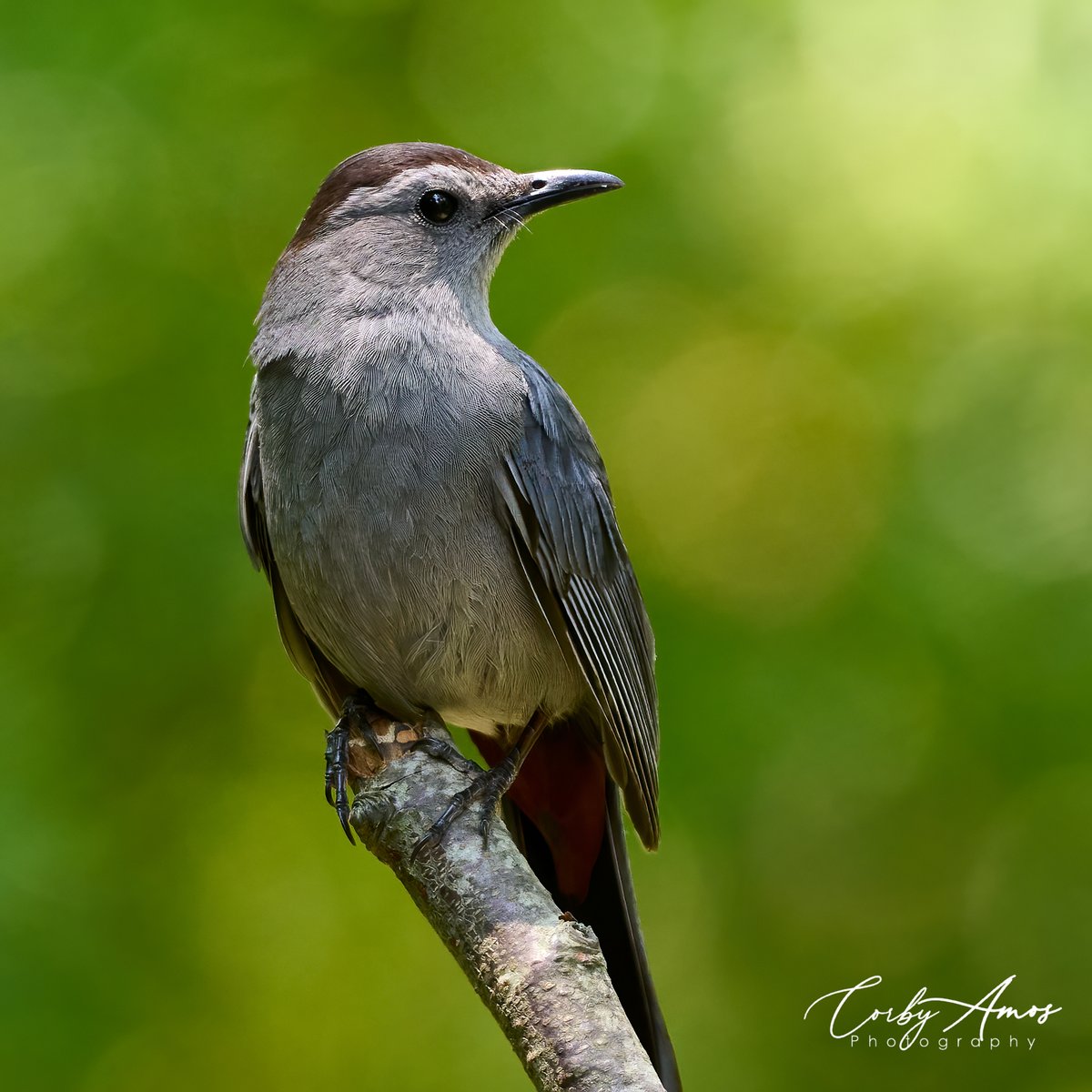 Gray Catbird
.
linktr.ee/corbyamos
.
#birdphotography #birdwatching #birding #BirdTwitter #twitterbirds #birdpics