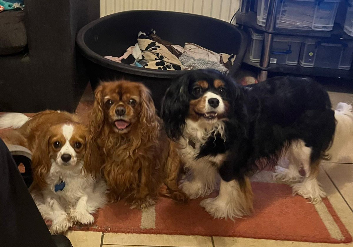 GMcGladdery's tweet photo. This little lady in the middle is 11 today. Still the boss and in charge of the toys. We are always indebted to Chris and the team at Donaldson vets in Huddersfield when they saved her life treating her for meningitis in August 2020. A really special dog. https://t.co/Q545JAbtWu