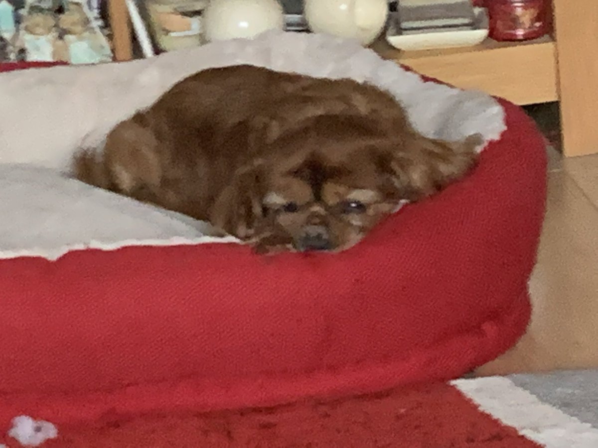 GMcGladdery's tweet photo. This little lady in the middle is 11 today. Still the boss and in charge of the toys. We are always indebted to Chris and the team at Donaldson vets in Huddersfield when they saved her life treating her for meningitis in August 2020. A really special dog. https://t.co/Q545JAbtWu