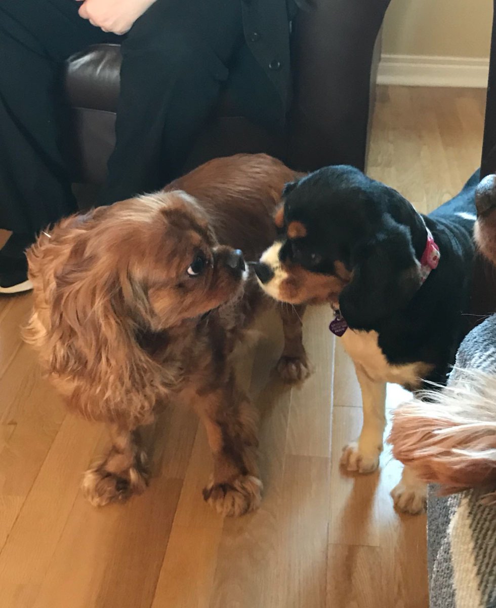 GMcGladdery's tweet photo. This little lady in the middle is 11 today. Still the boss and in charge of the toys. We are always indebted to Chris and the team at Donaldson vets in Huddersfield when they saved her life treating her for meningitis in August 2020. A really special dog. https://t.co/Q545JAbtWu
