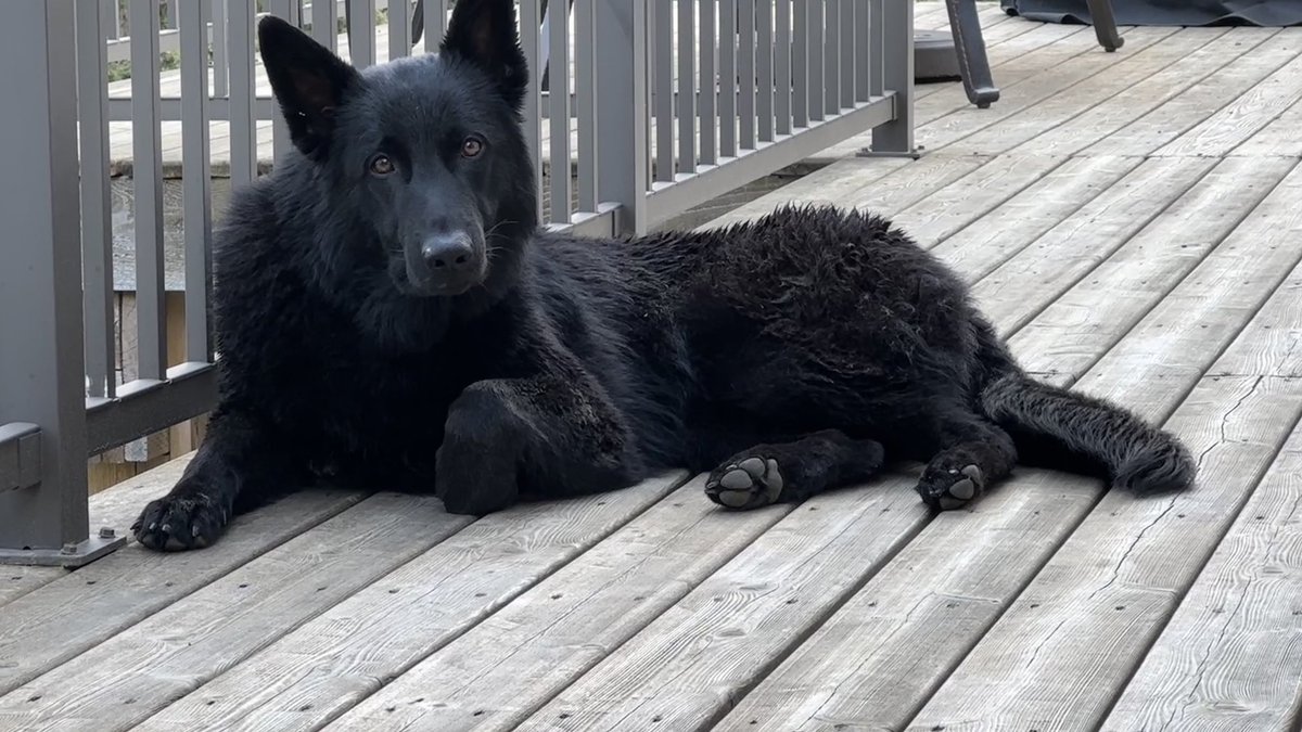 Freshly bathed and enjoying her first summer so far.  

#PuppyLife #GSD #FurMissile