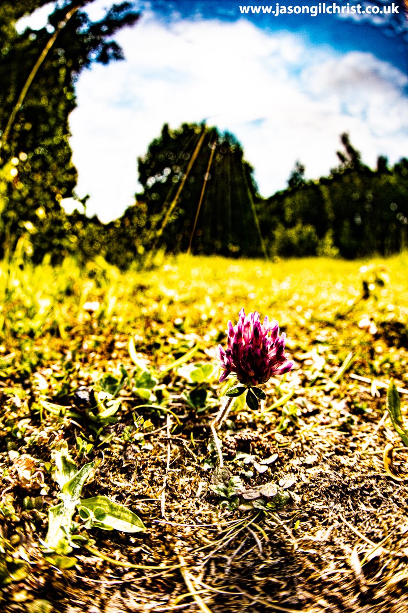 jgilchrist13's tweet photo. #30DaysWild Day 12!
Trifolium pratense.
Red clover/pink clover.
Granton, Edinburgh, Scotland.
#RedClover #PinkClover #Trifoliumpratense #clover #Granton #Edinburgh #Scotland #WildflowerHour #ThePhotoHour #MacroHour #TwitterNatureCommunity #nature #Springwatch
@BBCSpringwatch https://t.co/94vXLCzSai
