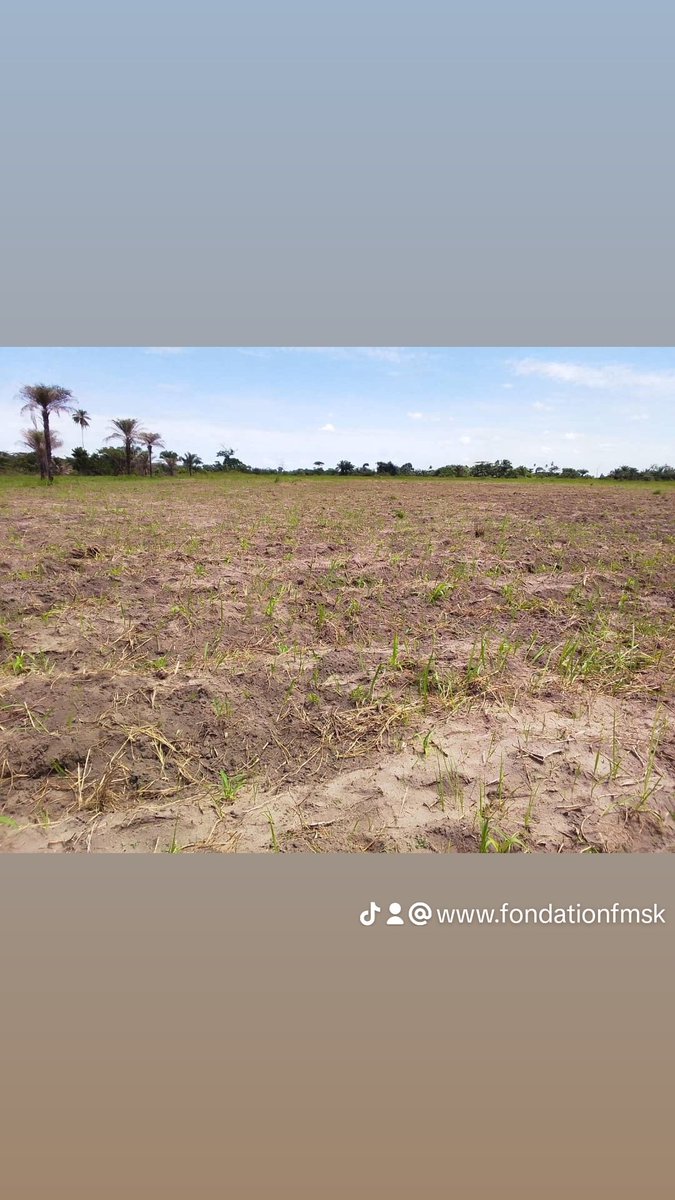 Fondation_Msk's tweet photo. Voici les champs de Maïs pour lute contre les mal nutrition dans la Province du maniema.(Kindu https://t.co/SGXHHiJvkT