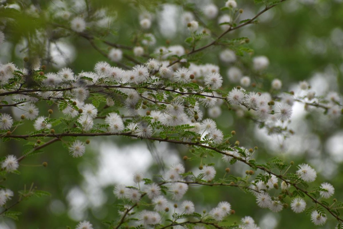 inabguatemala's tweet photo. 🌼¡La magia de la naturaleza en los proyectos #PINPEP de Zacapa! Con las primeras lluvias, el bosque seco cambia de tono café a un exuberante verde. Las flores de diversas especies adornan el paisaje, brindando alegría y vida a la variedad de pájaros y fauna que lo llaman hogar. https://t.co/gGAZr0CnKt
