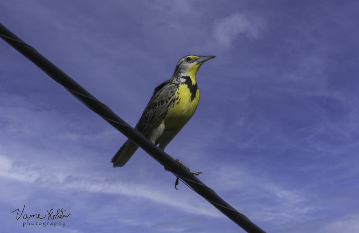 Western Meadowlark. 
#WesternMeadowlark #Birdwatching #NaturePhotography #WildlifePhotography #Birding #BirdsOfWashington #AvianAdventures #BirdLife #BirdsInTheWild #ColorfulPlumage #BirdPhotography #BirdingWashington #NatureCloseUp #BirdingLife #BirdsOfNorthAmerica