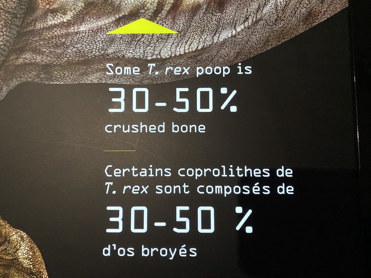 HorrifyingHist1's tweet photo. Flash back to when I learned the composition of T-Rex poop, and then seen the poop. #learningisfun #horrifyinghistory #darkcastnetwork #dinopoop https://t.co/0COAens8Oj