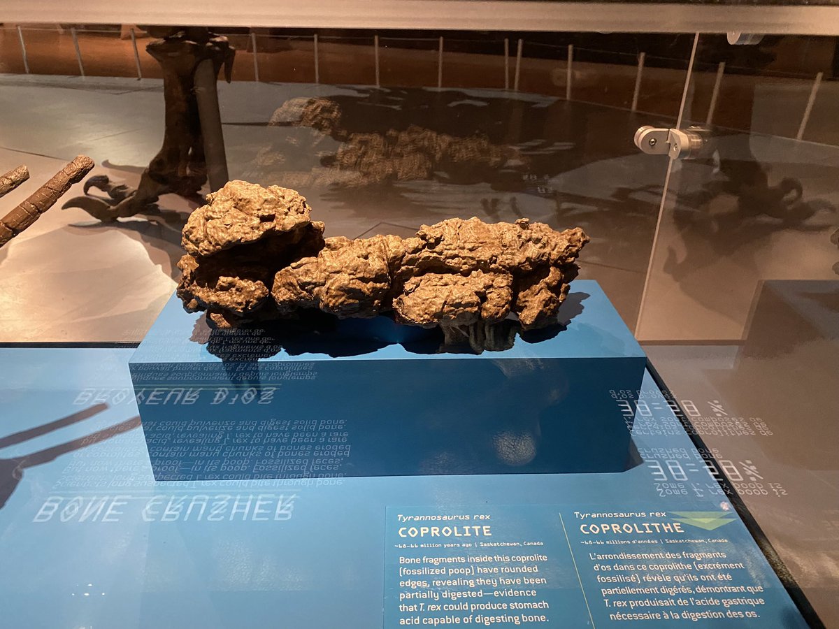 HorrifyingHist1's tweet photo. Flash back to when I learned the composition of T-Rex poop, and then seen the poop. #learningisfun #horrifyinghistory #darkcastnetwork #dinopoop https://t.co/0COAens8Oj