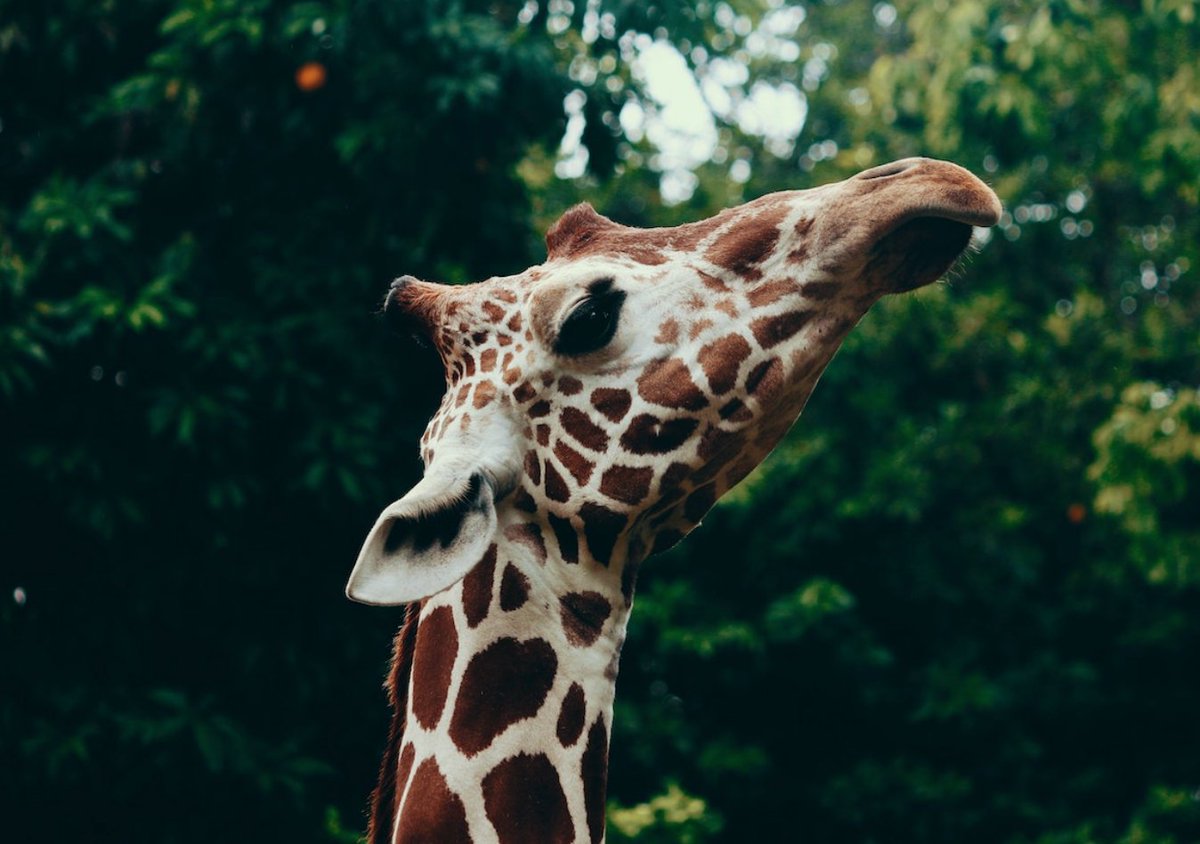 Why giraffes are even more endangered than previously thought: 
https://t.co/a90nTPEbTN 

#animals #conservation #endangered #Giraffe https://t.co/aFYCMDZL4q