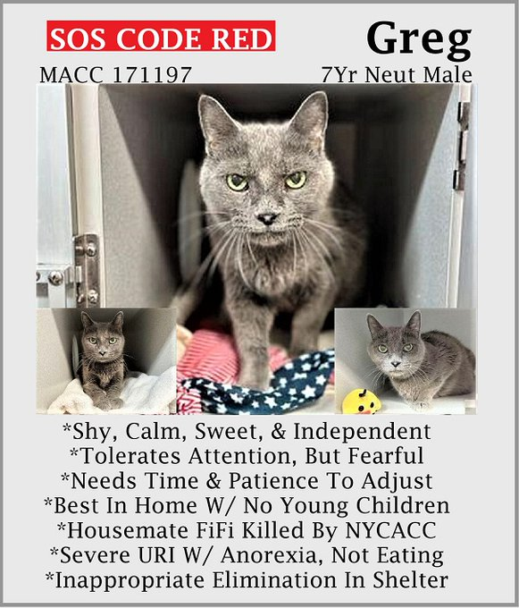 PeterAskin1's tweet photo. Can we give poor "Greg" 171197 an edge?
Can we help him can we pledge! 
He's at NYC ACC in #NewYork on death row
&amp; they will kill him on 06/23 this we know! 
They destroy the old &amp; special needs
&amp; we've all seen their evil deeds! 🙏
BEYOND LAST CALL! 
https://t.co/odkqWDHSfJ https://t.co/hJ7Pu5NMSm