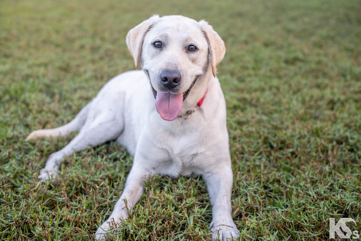 DogtopiaGives's tweet photo. It's #FetchItForward Friday! Interested in making a donation to your favorite Dogtopia daycare to contribute in sponsoring a #servicedog? Click here: https://t.co/BE8Oak5nem 🐾 https://t.co/rsO2FH7YEb