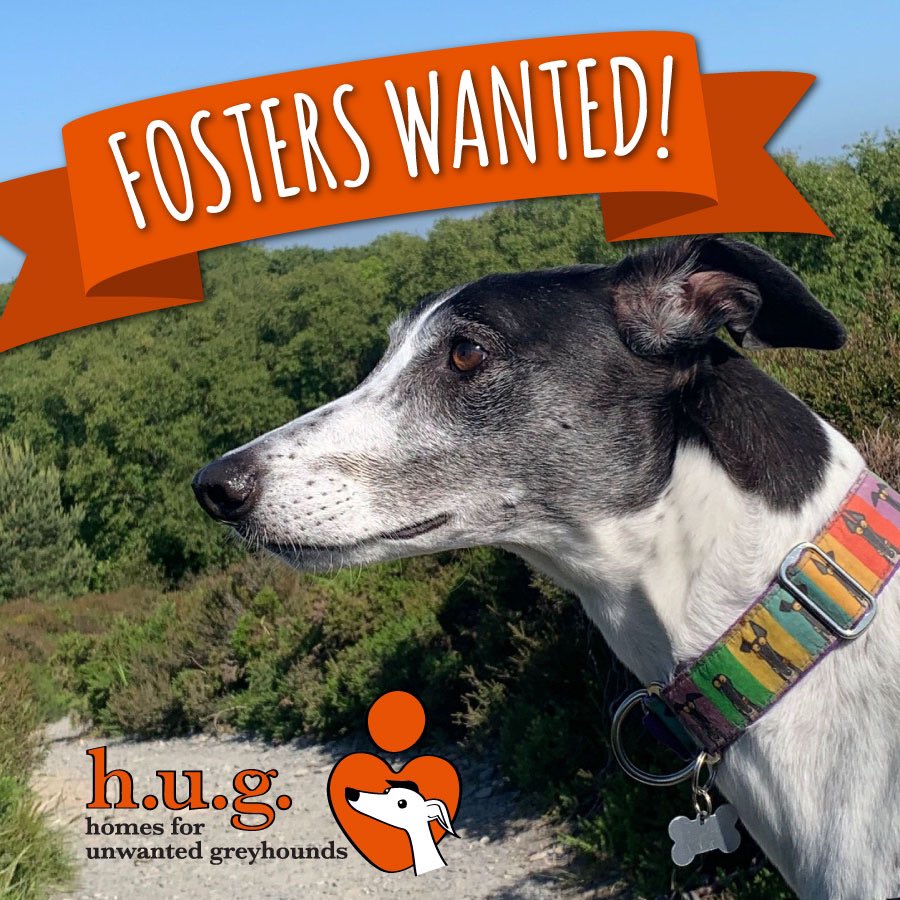 HUG are appealing for more foster homes to help greyhounds adjust from their racing lives to becoming much loved family pets! For more details about #fostering and to fill out our application form, please visit: homesforunwantedgreyhounds.ie/foster/ #GreyhoundFostering