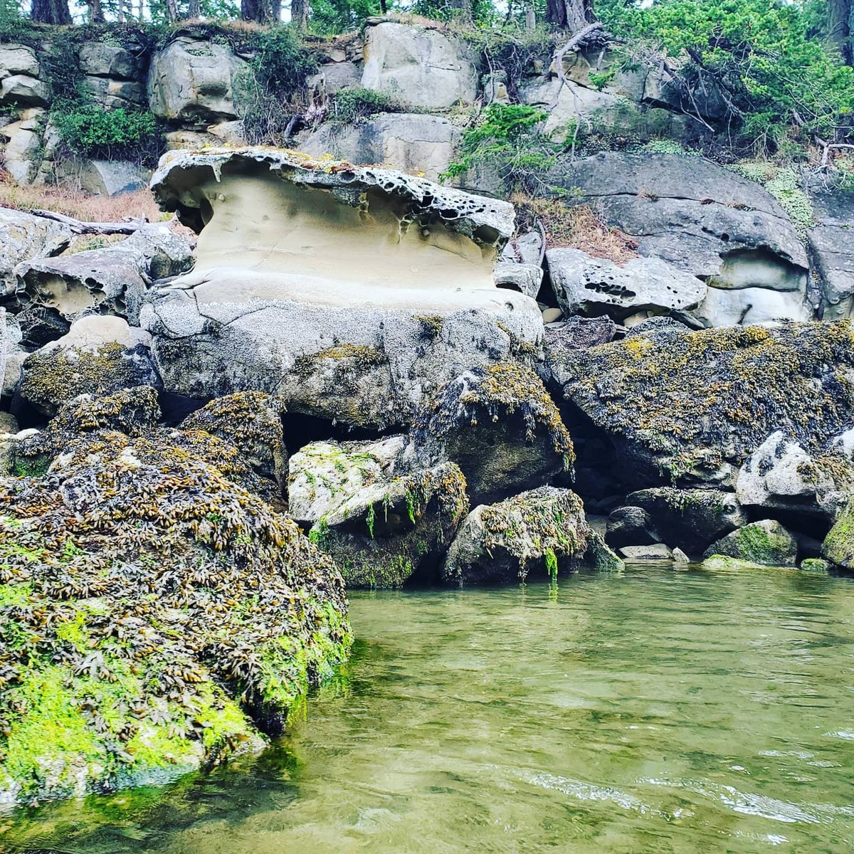 ResortSilva's tweet photo. #ilovesilvabay - Embracing the tranquil morning vibes with a paddle before my caffeine fix! Yes, I'm a wild one.

Photos credit 📷: @c_sabi_go

#gabriolaisland #gulfislands #beautifulbc #naturebc #destinationbc #experiencebc #silvabay #gabriola #iremembersilva #tourismbc https://t.co/oKvqrjhbf8
