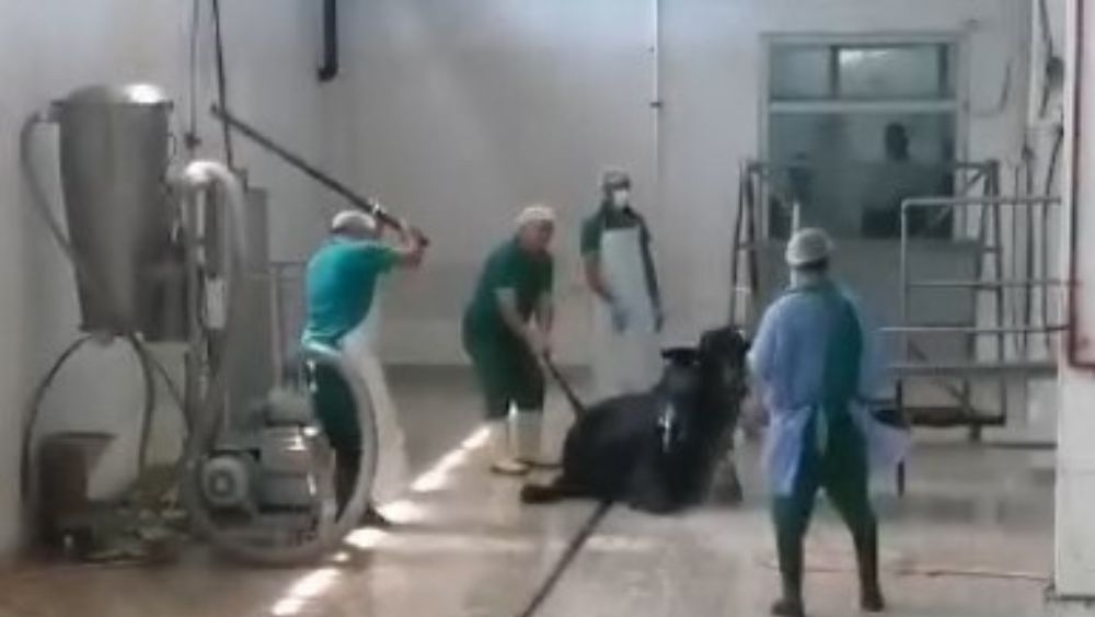 solhaberportalY's tweet photo. Et ve Süt Kurumu Adana Et Kombinası'nda hayvana şiddetle ilgili 2 gözaltı

https://t.co/X5SnkPujuF https://t.co/T5xeP9KH8Q
