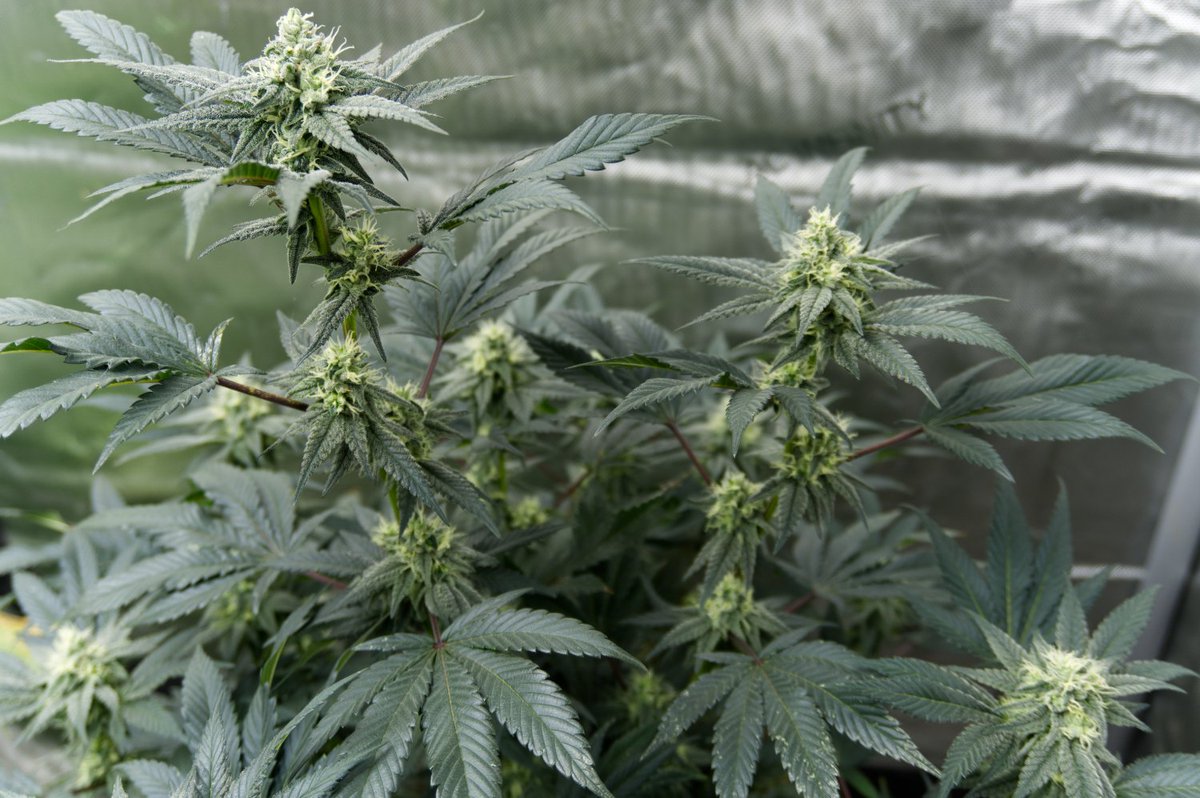 tedsmarijuana's tweet photo. Some Hail Mary pics from Day 33 of flower. This strain bred by Fat Cat Labs. Done in coco. #growyourown #cannabisculture https://t.co/VR85YvMSB7