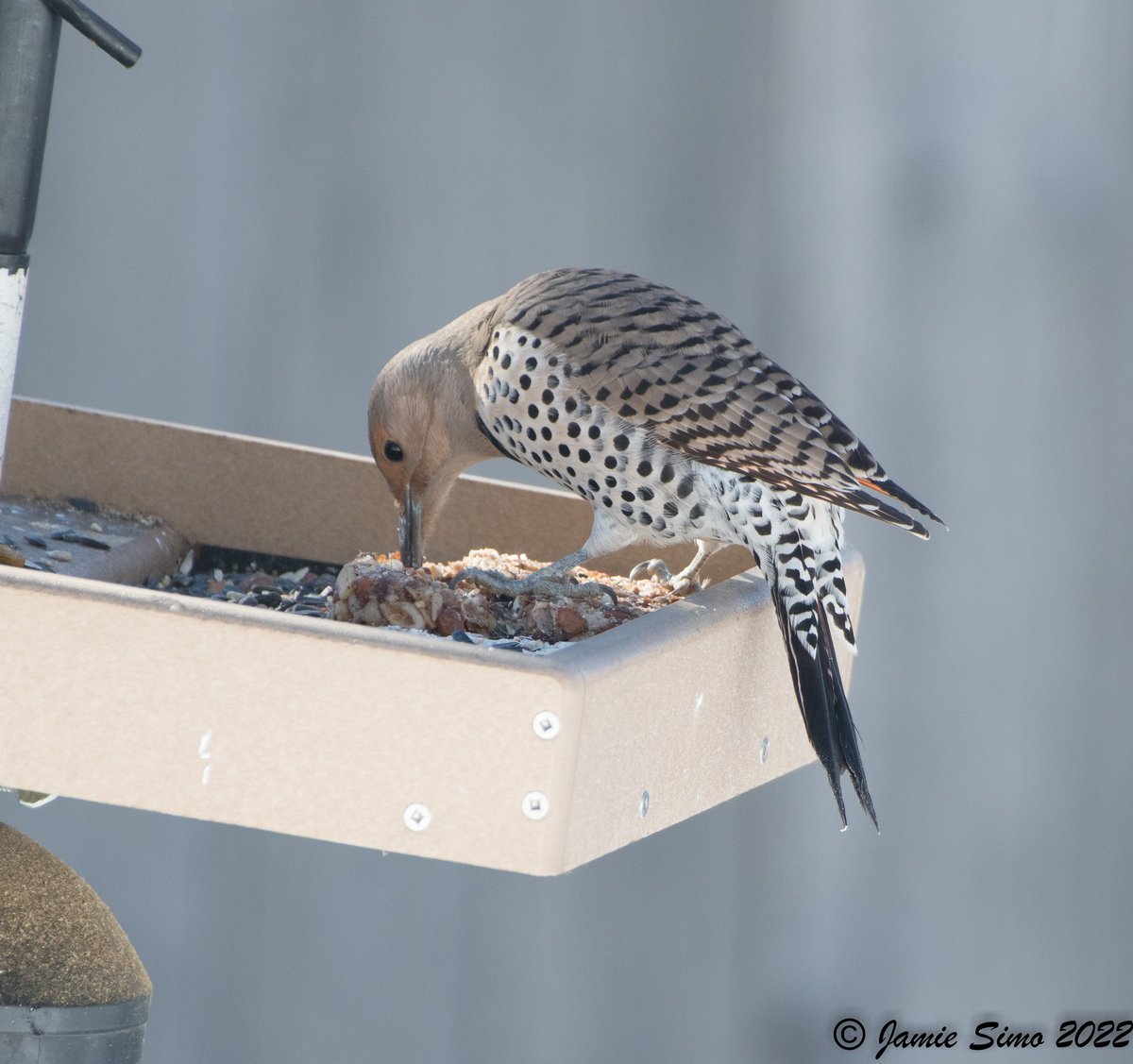 frontrangebird's tweet image. Some Tips for Feeding Hummingbirds - mailchi.mp/frontrangebird…