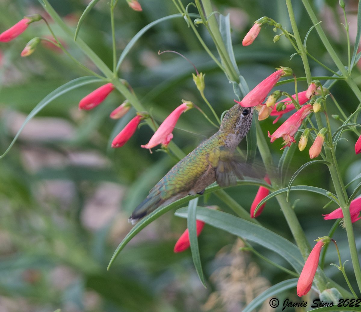 frontrangebird's tweet image. Some Tips for Feeding Hummingbirds - mailchi.mp/frontrangebird…