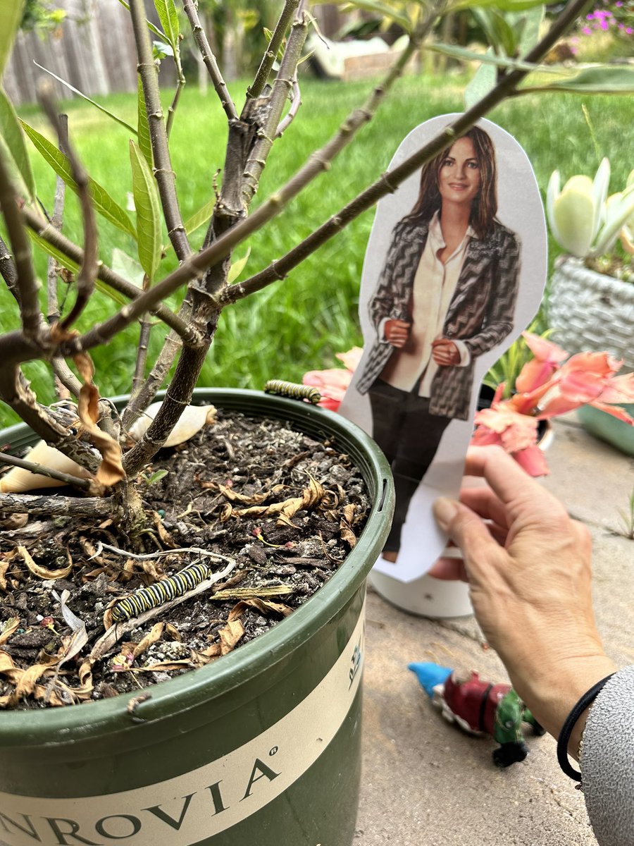 LaneBaima's tweet image. Alane you have been so busy these last few days! It’s time for you to celebrate now that you worked so hard in another year of kindergarten 😂🎉✏️ 🥂 #PostForPencils #flatAlane #adventureswithAlane #summerbreak gardening, you did report cards, memory books, and now peace out  ✌️